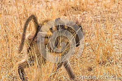 Baboon carrying its baby in Kruger National Park South Africa Stock Photo