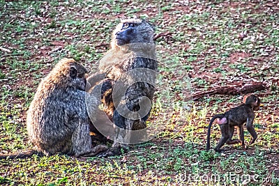 Baboon couple with baby Stock Photo