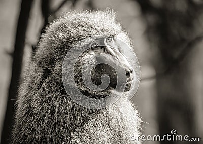 A baboon doing an over the shoulder pose Stock Photo