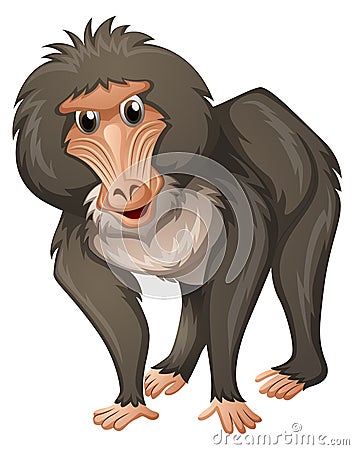 Baboon with gray fur Vector Illustration