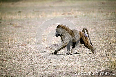 Baboon (Kenya) Stock Photo