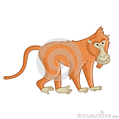 Baboon monkey. Isolated wild brown ape with tail Vector Illustration