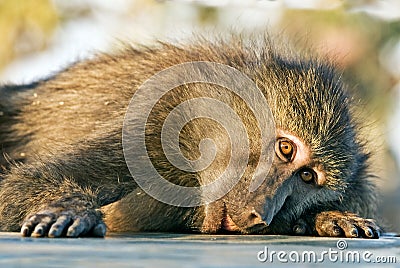 Baboon monkey lying sadly looks at photographer Stock Photo