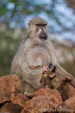 Baboon mother and infant Stock Photo