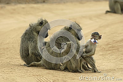 Baboon mothers and infants Stock Photo