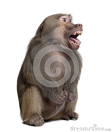Baboon with mouth open , Simia hamadryas, studio shot Stock Photo