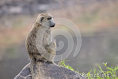 Baboon Stock Photo