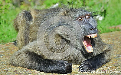 Baboon with open mouth exposing canine teeth. The Chacma baboon. Stock Photo