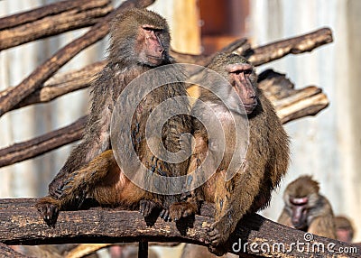 Baboon (Papio sp.) in African Savannas Stock Photo