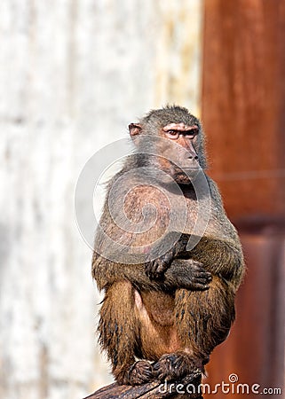 Baboon (Papio sp.) in African Savannas Stock Photo