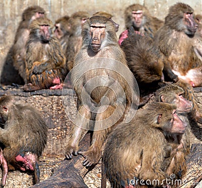 Baboon (Papio sp.) in African Savannas Stock Photo