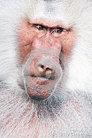 Baboon portrait Stock Photo