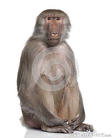 Baboon - Simia hamadryas Stock Photo