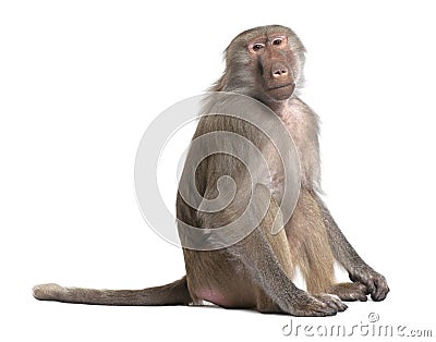 Baboon - Simia hamadryas Stock Photo