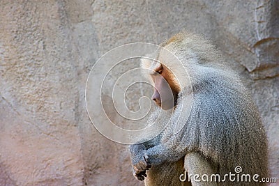 Baboon sitting in silence on a sunny day | preY~er Stock Photo