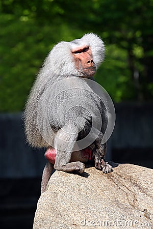 Baboon Stock Photo