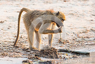 Baboon snacking on plants Stock Photo