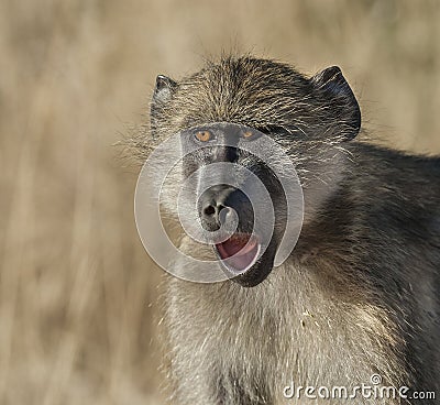 Baboon, South Africa Stock Photo