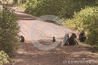 Baboon in Tanzania Stock Photo