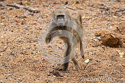 Baboon walking along wet river bed Stock Photo