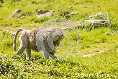 Baboon Walking In Grass Stock Photo