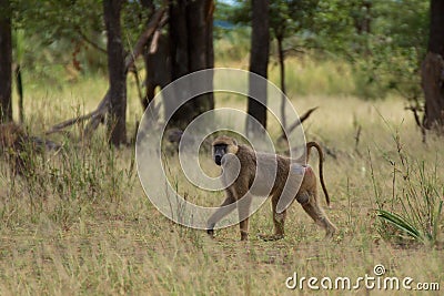 Baboon walking through grassland Stock Photo
