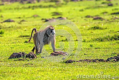 Baboon walks in green savannah in Africa Stock Photo