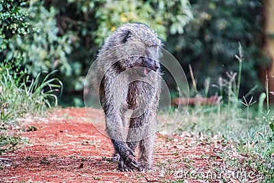 Baboon walks on red sand in kenya Stock Photo