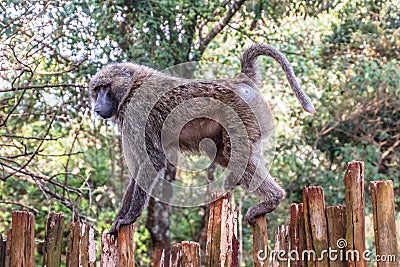 Baboon walks on wooden fence Stock Photo