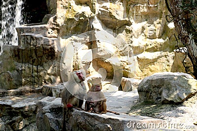 Baboons family with little one sitting Stock Photo