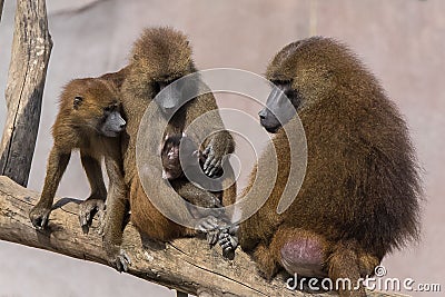 Baboons, a family sitting Stock Photo