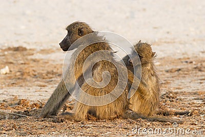 Baboons grooming each other Stock Photo
