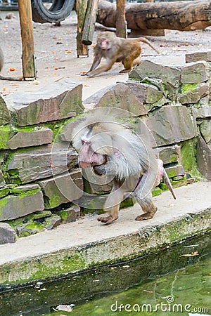 Baboons monkeys feeding in the zoo Stock Photo