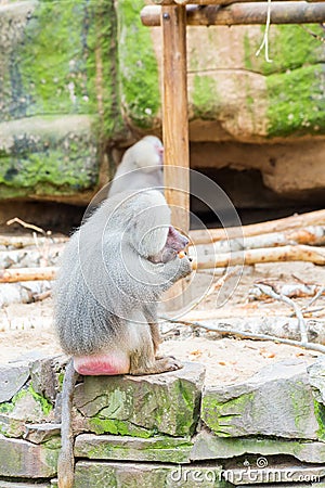 A large group of baboons monkeys feeding in the zoo Stock Photo
