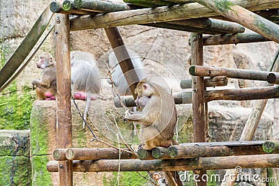 Baboons monkeys feeding in the zoo Stock Photo