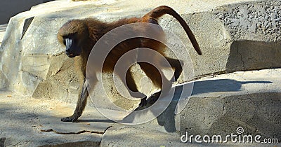 Baboons are Old World monkeys Stock Photo