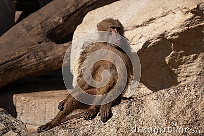 Baboons are Old World monkeys Stock Photo