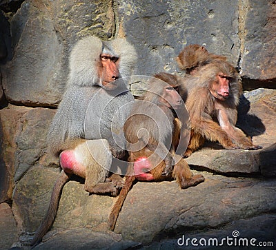 Baboons are Old World monkeys belonging to the genus Papio Stock Photo