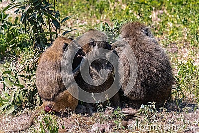 Baboons which delouse Stock Photo