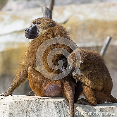 Baboons, monkeys Stock Photo