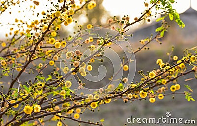 Close up of a Babool or Acacia nilotica flower blooms in the garden Stock Photo