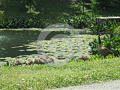 Baby and adult Geese near Broker Pond on the campus of UNC Charlotte in Charlotte, NC Stock Photo