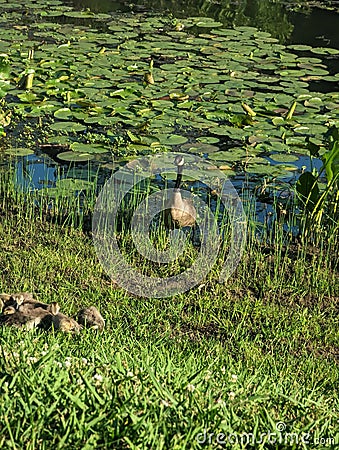 Baby and adult Geese near Broker Pond on the campus of UNC Charlotte in Charlotte, NC Stock Photo