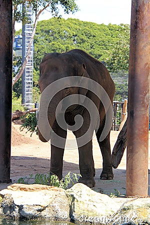 Baby African Elephant Feeding at Sydney`s Taronga Zoo Feeding in the Open Stock Photo