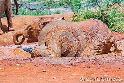 Baby African Elephant In Mud Bath Having Fun Stock Photo