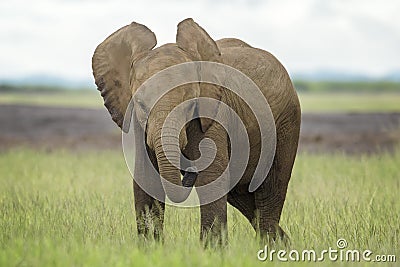 Baby African elephant standing playfull, Stock Photo