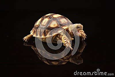 Baby African Spurred Tortoises Stock Photo