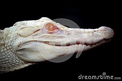 Baby albino alligator Stock Photo