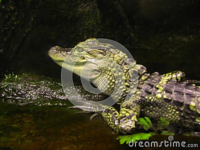 Baby Alligator Stock Photo