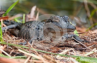 Baby Alligator Stock Photo